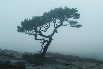 Fototapeta premium Twisted pine tree silhouette in misty landscape