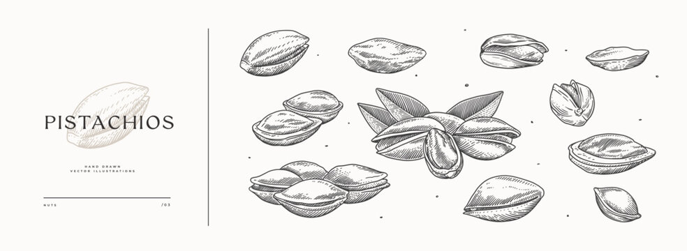 Hand-drawn pistachio nut. Tropical fetus shelled. Organic food concept. It can be used as a decoration element for markets, menus, and packaging. Vintage botanical illustrations.