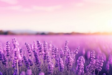 Obraz premium Lavender Flowers landscape flower backgrounds.