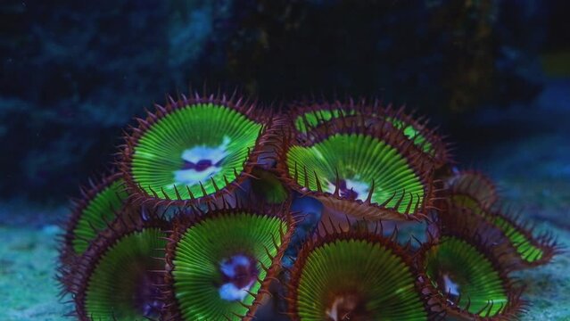 button polyp soft coral move tentacle in circular flow, fluorescent animal frag on live rock, easy pet for beginner aquarist, LED blue low light, nano reef marine aquarium, glass refraction effect