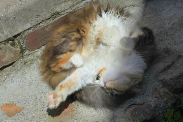 Portrait of cute fluffy cat