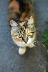 Portrait of cute fluffy cat