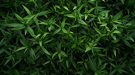 Obraz premium green grass landscape nature background design