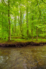 Obraz premium calm water stream in the beech forest. green environment with trees roots on the shore. serene nature background in spring. vivid foliage on the branches above the river