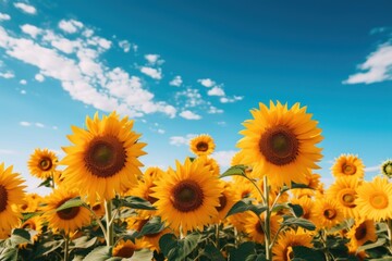 Sunflower summer landscape outdoors.