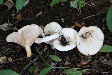 Leucopaxillus giganteus, commonly known as the giant leucopax, the giant clitocybe or the giant funnel, wild mushroom from Finland