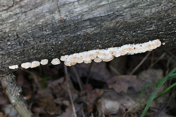 Postia rufescens, also called Postia leucomallella, a bracket fungus from Finland, no common...