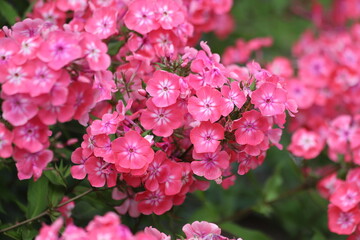 Garden Phlox paniculata, creeping phlox subulata, also known as the moss phlox.