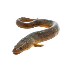 Fototapeta premium Eel fish. Isolated on transparent background.