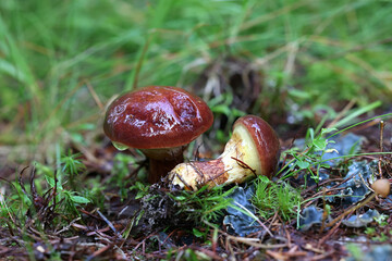 Suillus clintonianus, known as larch suillus or larch bolete, wild mushroom from Finland