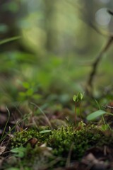 The tiny world of a forest floor, with mosses, lichens, and tiny insects abound, Generative AI 
