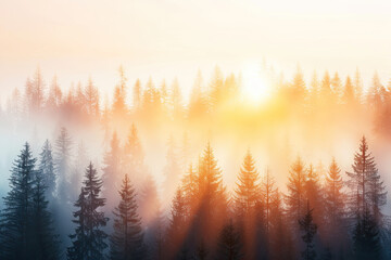 Fototapeta premium The sun rises over a misty forest.