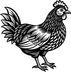 chicken vector illustration. This is an editable file.
