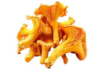 Orange cap chanterelle mushroom isolated on a white background.