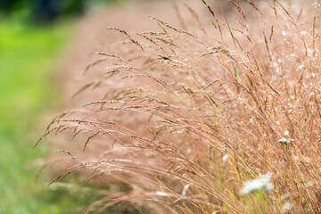 Dry grass (bentgrass) in the wind, mild summer vibes, blurred background