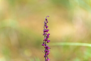 Dark-red Helleborine or royal helleborine (Epipactis atrorubens) flowering with blurred background.
