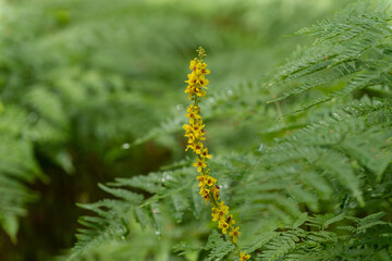 Blooming mullein plant in the forest with ferns in background.