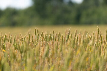 Green wheat field with forest in background.