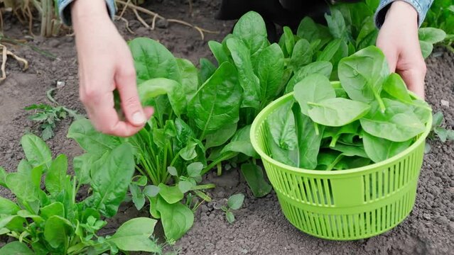 Fresh organic spinach leaves are collected by a woman in a basket from the garden bed, green spinach, spinach harvest. Organic Greens for Vegetarian Cooking Close-up Front View
