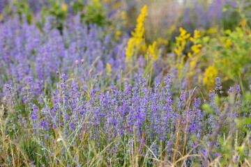 Naklejka premium Lavender purple flowers row and yellow wildflowers close-up, summer field