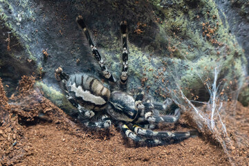 Large arboreal spider bird-eating fringed ornamental. Poecilotheria ornata