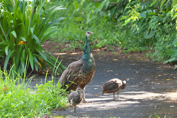 Indian Peafowl breeding in Ishigaki Island