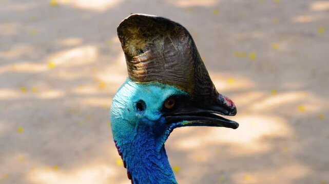 Southern Cassowary portrait. Big flightless bird that has a keratinous casque. Considered the world's most dangerous bird.