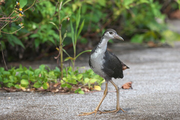 White-breasted Waterhen lives in the subtropics