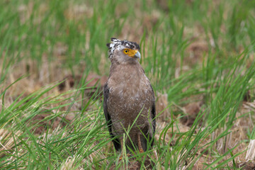 Crested Serpent Eagle with cool crown feathers is an endangered species