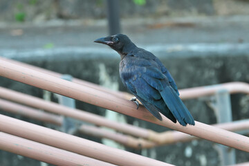 This small Large-billed Crow is called  Osahashibutogarasu in Japanese 