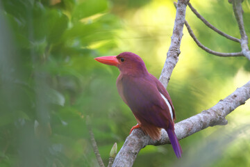 Ruddy Kingfisher is a bird that lives in the forest and eats   
 various things,cicada,lizard,crab,fish etc 