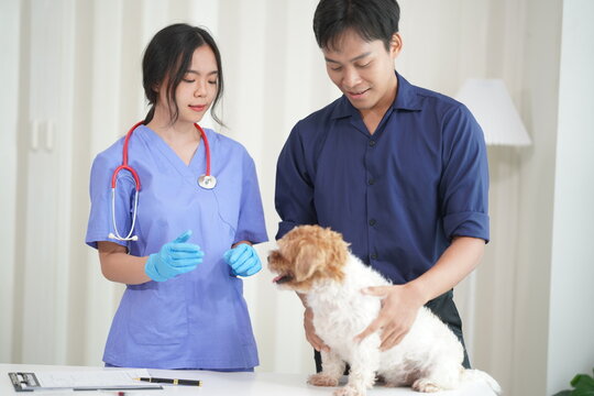 Veterinary Clinic Two doctors were examining the health of a Panshi Tzu puppy while his female assistant took care of a patient. Veterinary Clinic