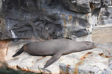 sea lion