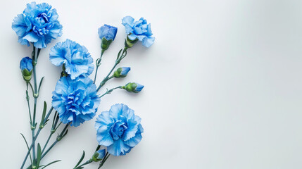 Obraz premium Blue carnations on white background showcasing elegant floral arrangement