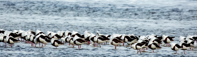 Banded Stilt in South Australia