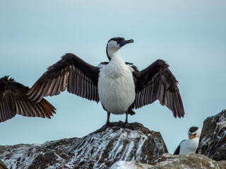 Black-faced Cormorant in South Australia