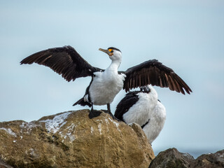 Pied Cormorant in South Australia