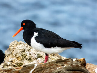 Pied Oystercatcher in South Australia