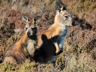 Wallaroo or Euro Marsupial in South Australia