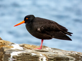 Sooty Oystercatcher in South Australia