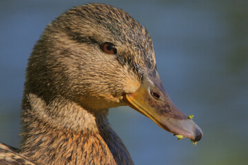 Female mallard duck © Klimczak-Krajewska