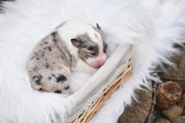 Blue merle newborn Australian Shepherd Aussie puppy sleeps in a wicker basket in the spring garden