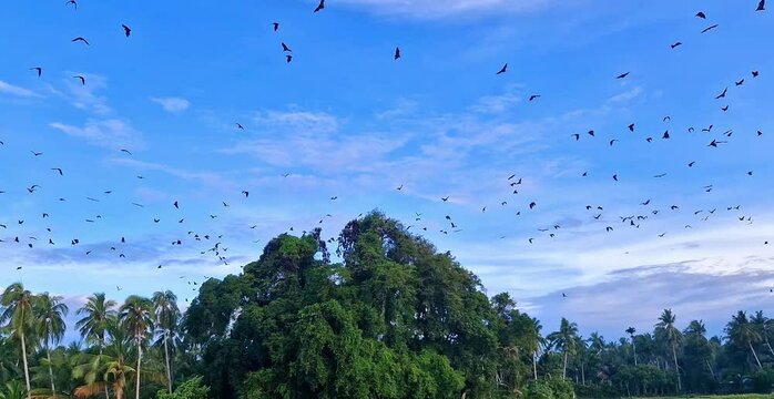 dozens of bats flying above the trees just before going out to look for food
