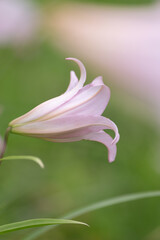 Fototapeta premium 野に咲くササユリ