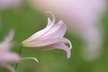 野に咲くササユリ