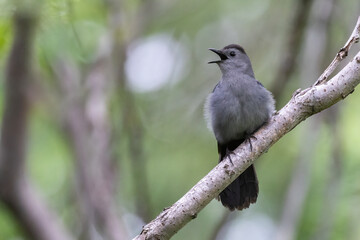 gray catbird singing in spring