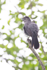gray catbird singing in spring