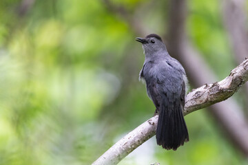 gray catbird singing in spring