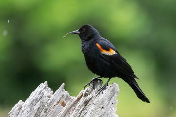 Male red-winged blackbird (Agelaius phoeniceus)