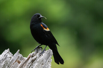 Male red-winged blackbird (Agelaius phoeniceus)
